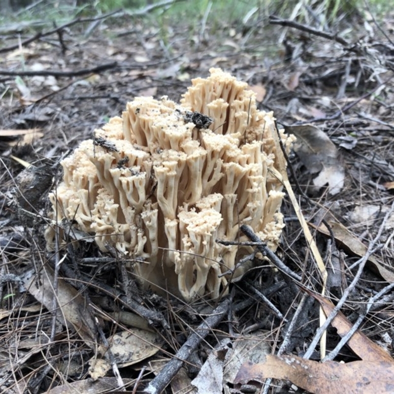 Ramaria capitata var. capitata