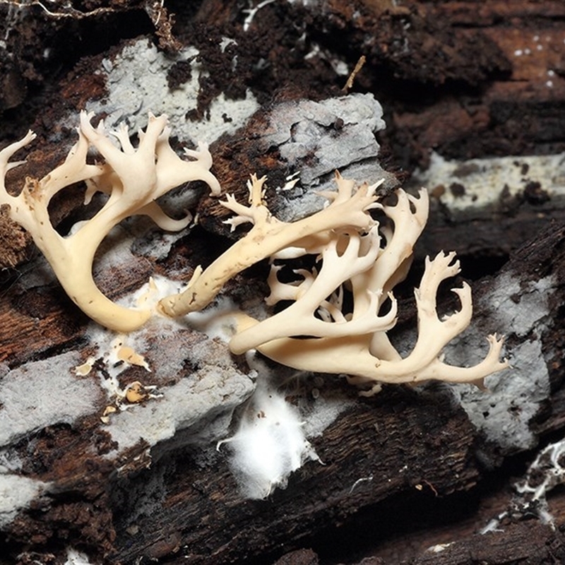 Ramaria filicicola