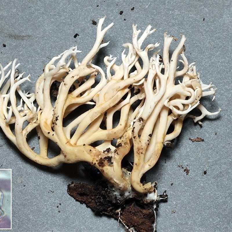 Ramaria filicicola