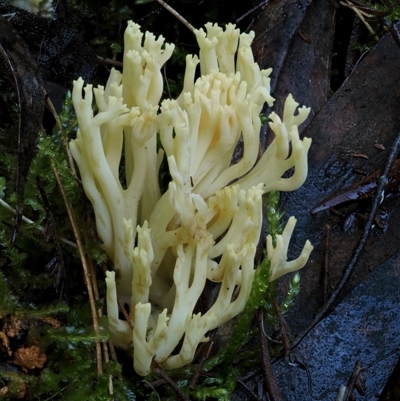 Ramaria lorithamnus