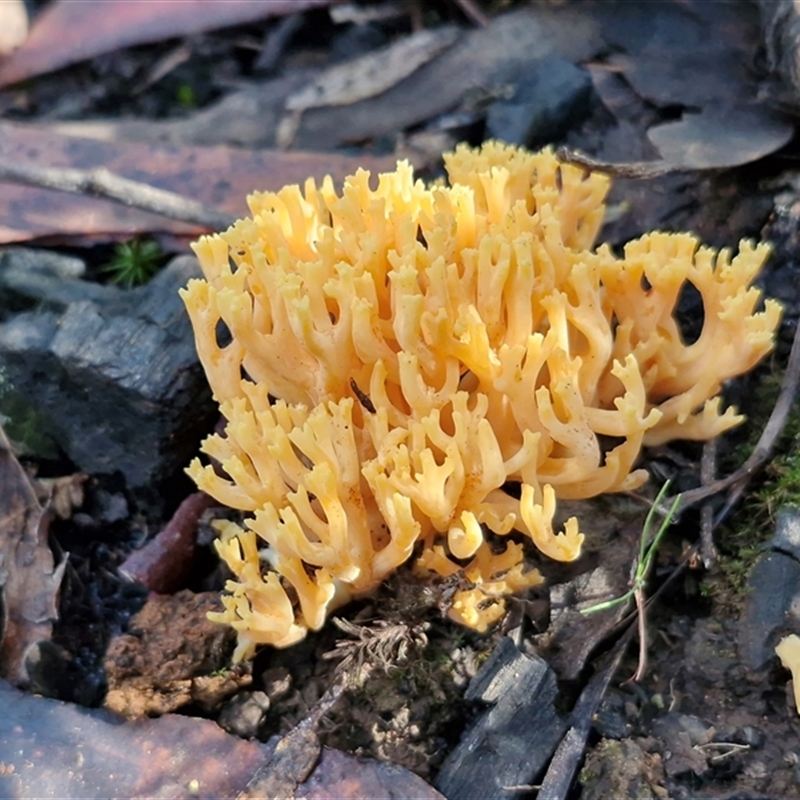 Ramaria lorithamnus