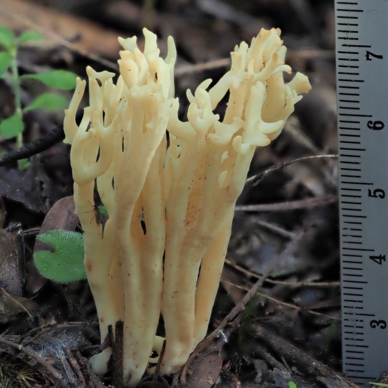 Ramaria sp.