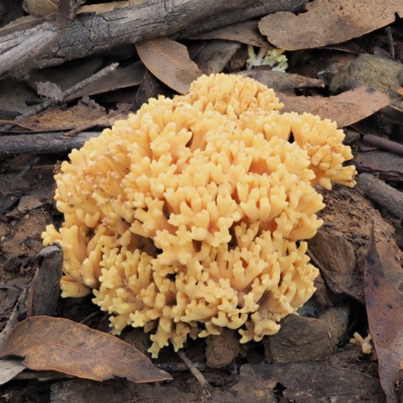 Ramaria sp. (genus)