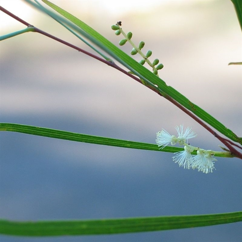 Acacia longissima