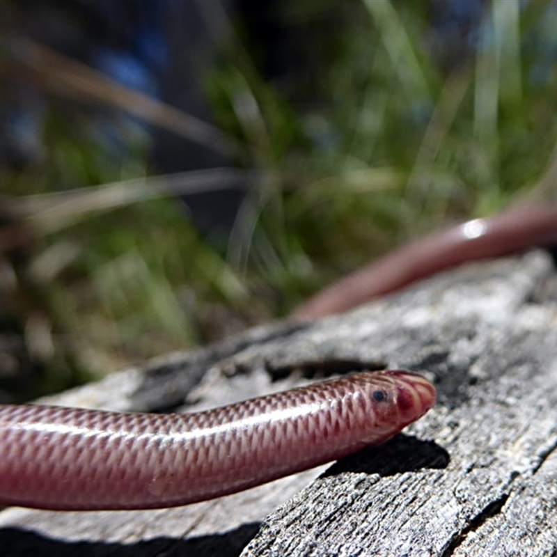 Ramphotyphlops nigrescens