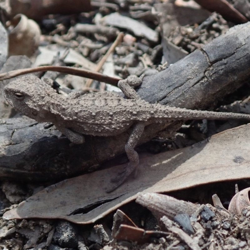 juvenile