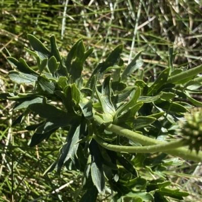 Ranunculus anemoneus