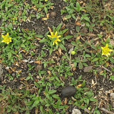 Ranunculus diminutus