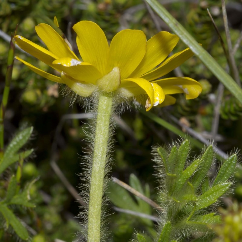 Ranunculus dissectifolius