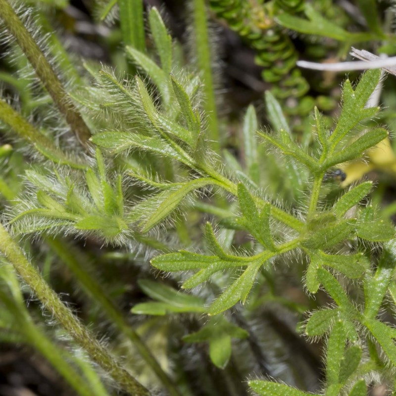 Ranunculus dissectifolius