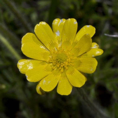 Ranunculus dissectifolius