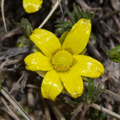 Ranunculus gunnianus