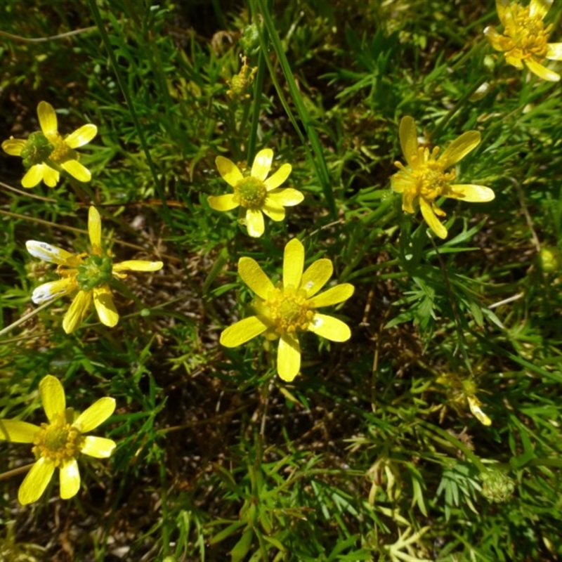 Ranunculus inundatus