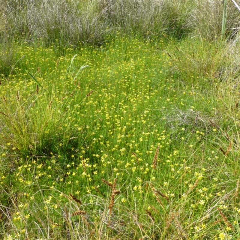 Ranunculus inundatus