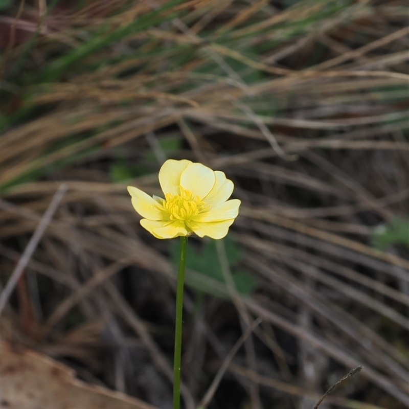 Ranunculus lappaceus