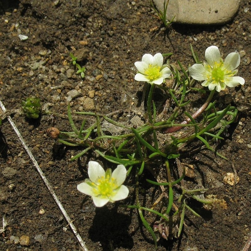 Ranunculus millanii