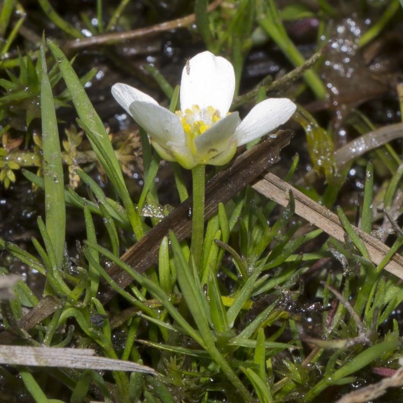 Ranunculus millanii