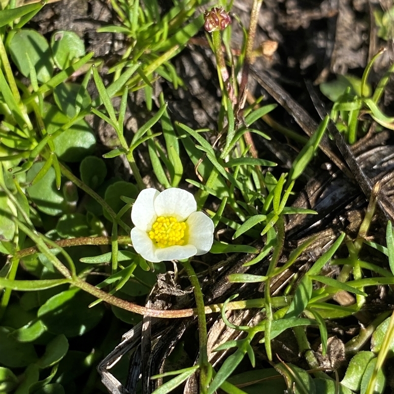 Ranunculus millanii