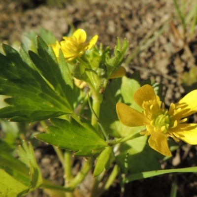 Ranunculus muricatus