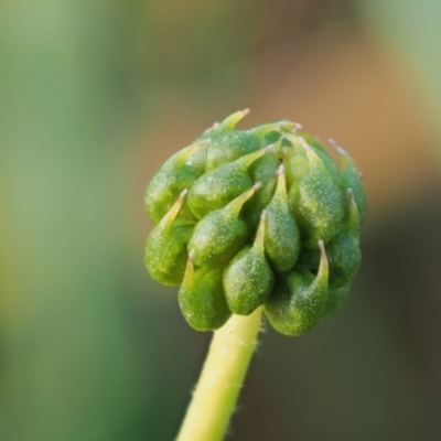 Ranunculus papulentus