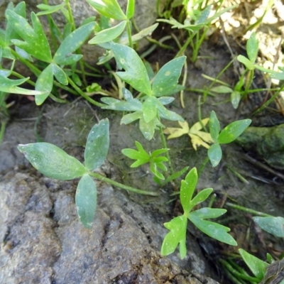 Ranunculus papulentus