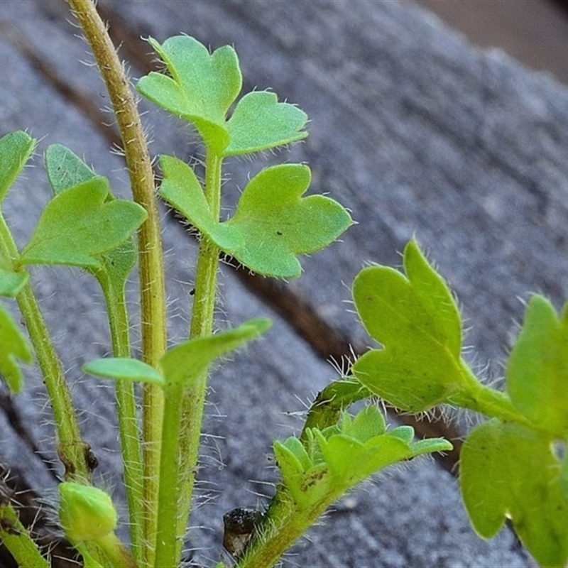 Ranunculus pimpinellifolius