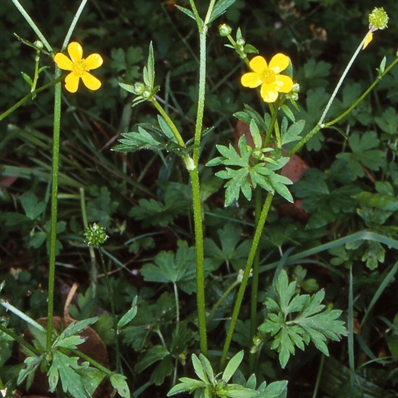 Ranunculus plebeius