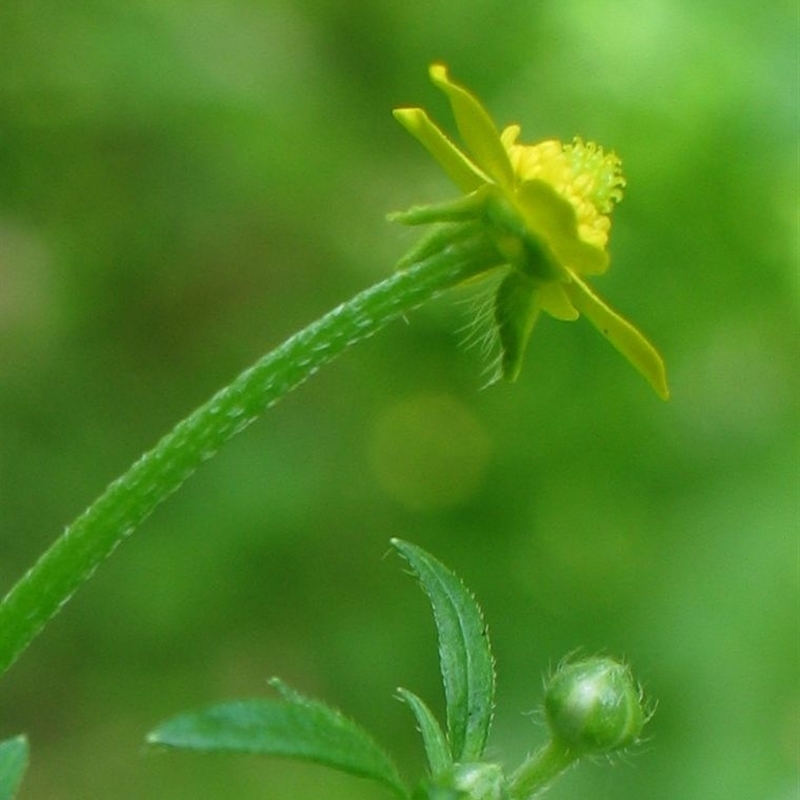 Ranunculus plebeius