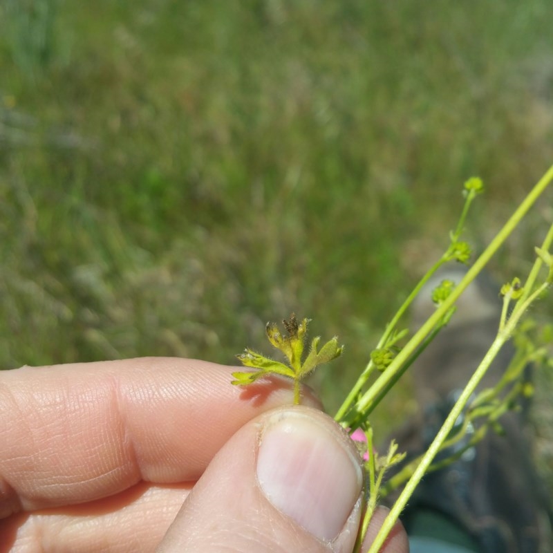 Ranunculus pumilio var. pumilio