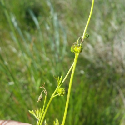 Ranunculus pumilio var. pumilio