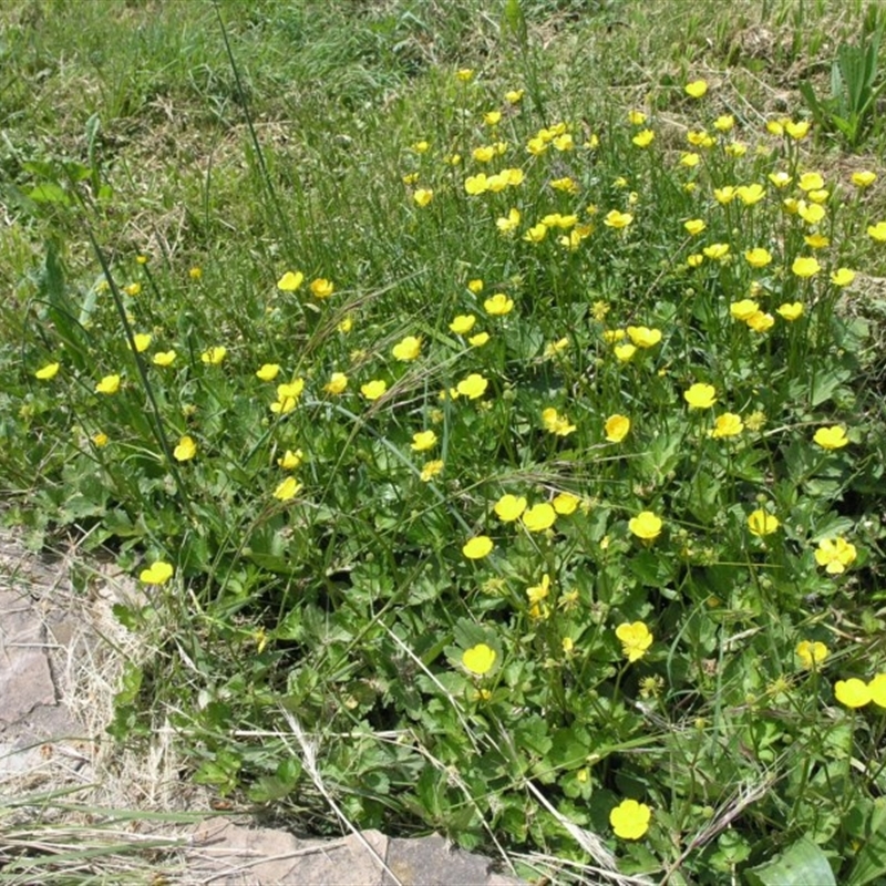 Ranunculus repens