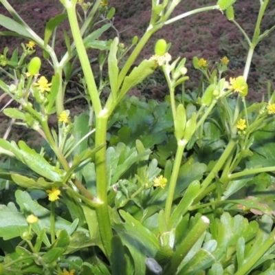 Ranunculus sceleratus subsp. sceleratus