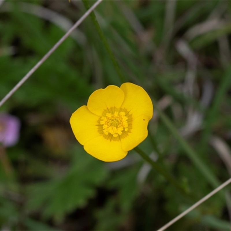 Ranunculus sp.