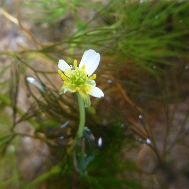 Ranunculus trichophyllus