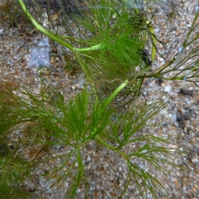 Ranunculus trichophyllus