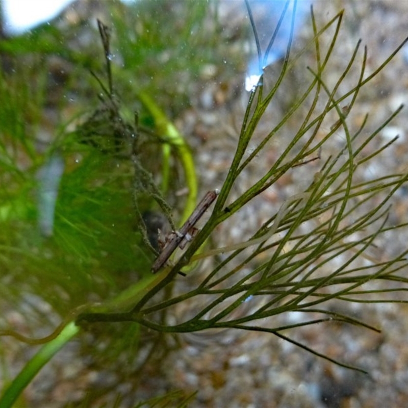 Ranunculus trichophyllus