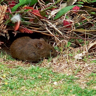 Rattus lutreolus