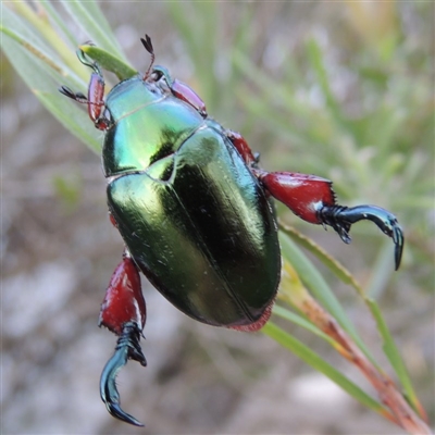 Repsimus manicatus montanus