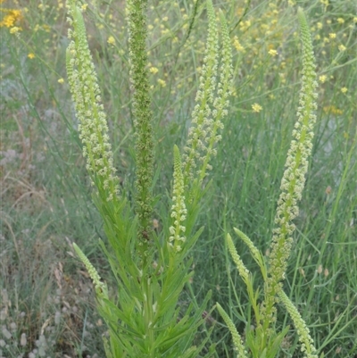 Reseda luteola