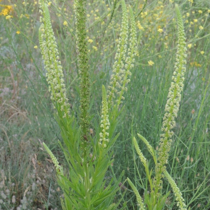 Reseda luteola