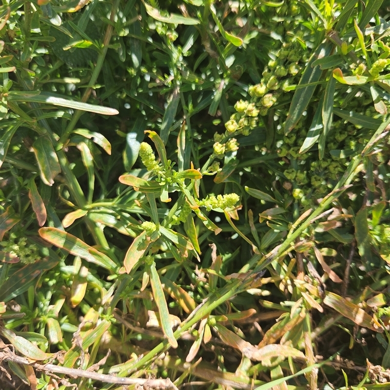 Reseda luteola