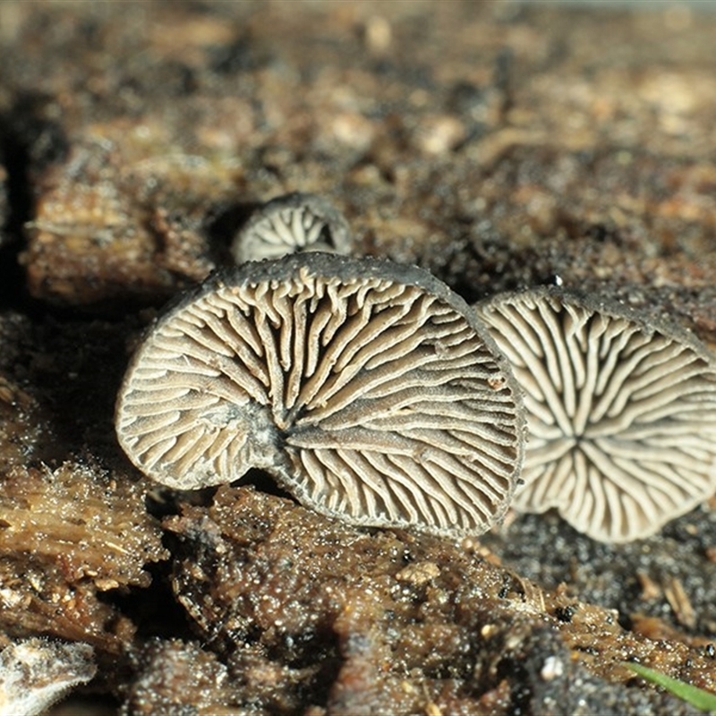 Resupinatus