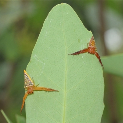 Colour variation