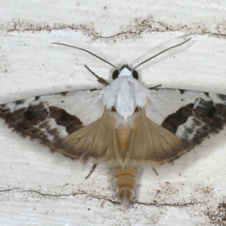 Male showing hindwing.
