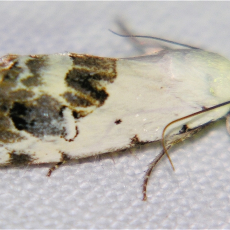 Armactica conchidia