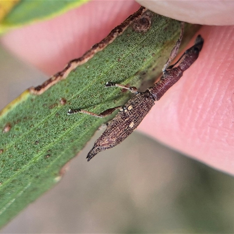 Rhadinosomus lacordairei