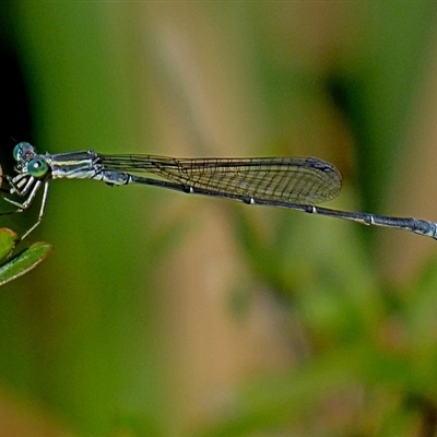 Rhadinosticta simplex