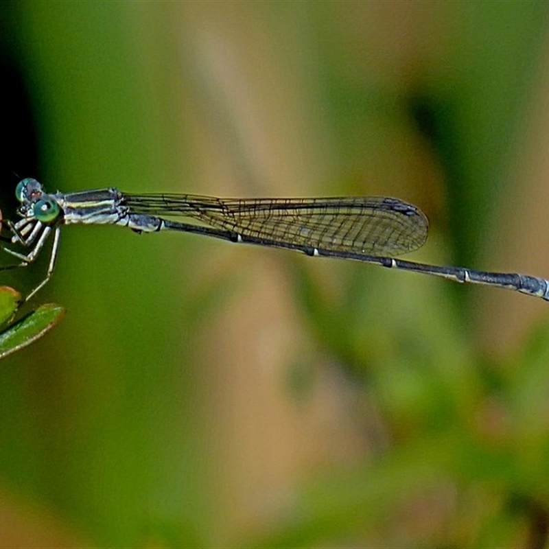 male