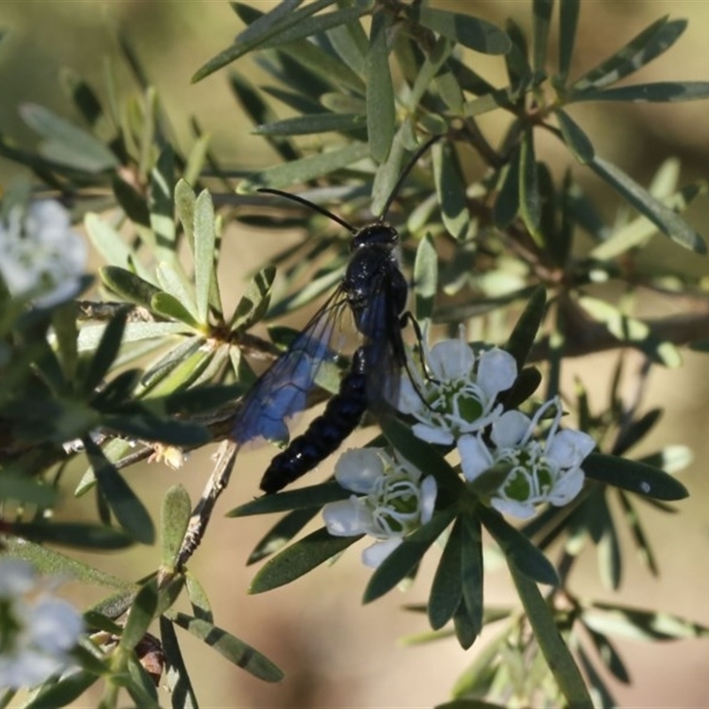 Rhagigaster ephippiger