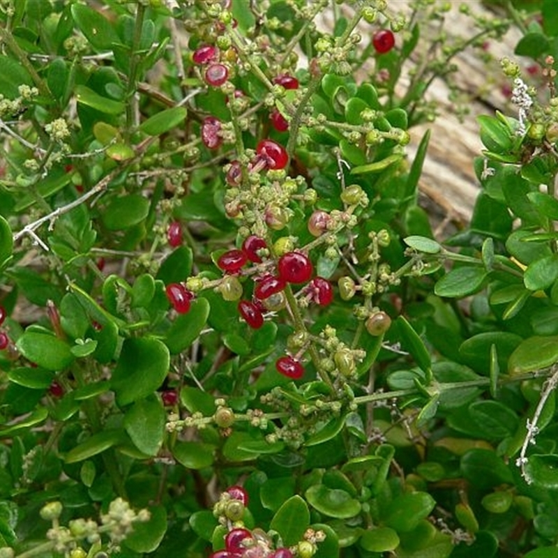 Rhagodia candolleana subsp. candolleana